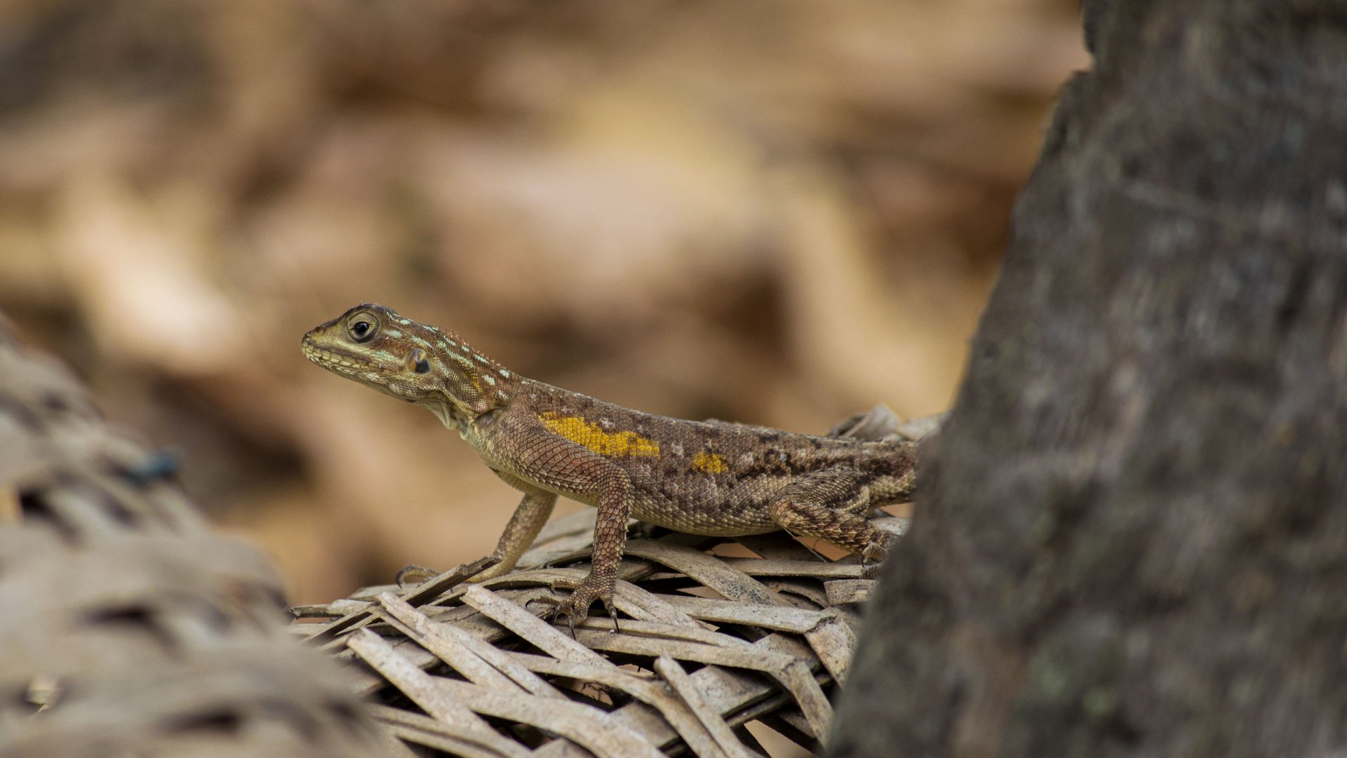 Nature & Ecotourism in Grand-Popo